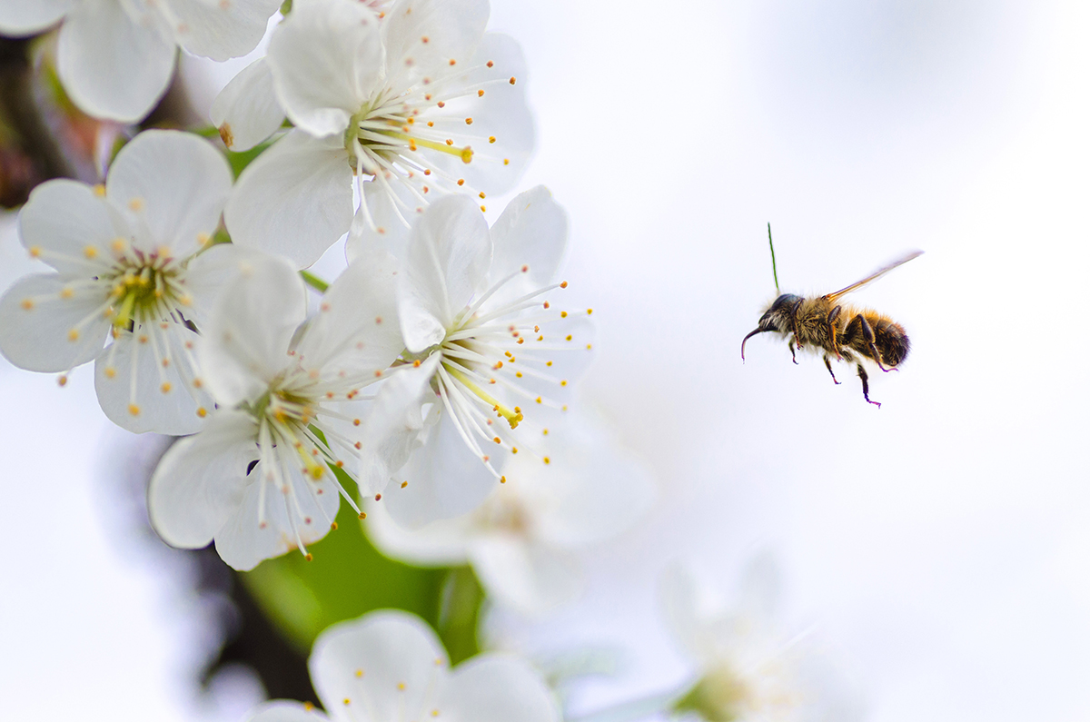 Bee removal in Westland area