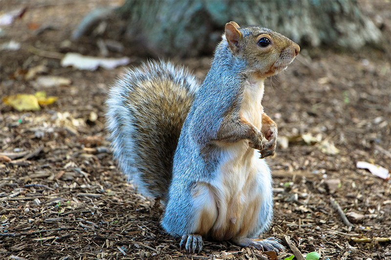 Squirrel control services in Westland