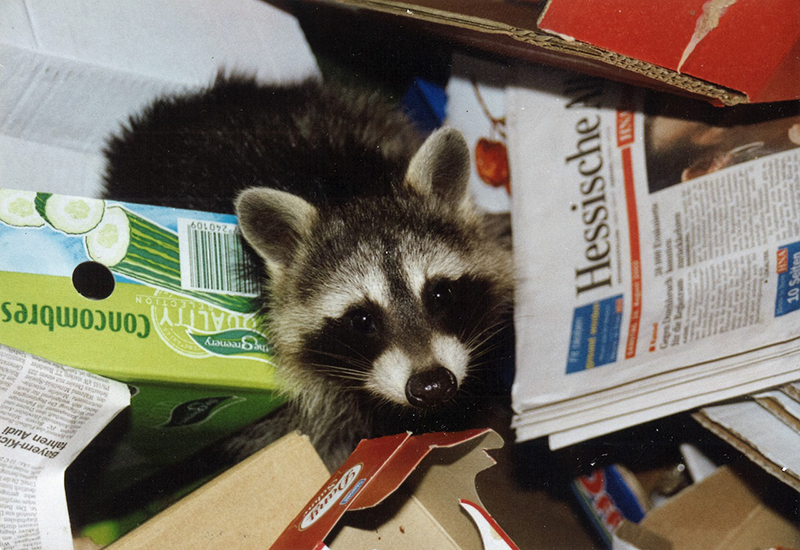 Raccoon removal in Westland