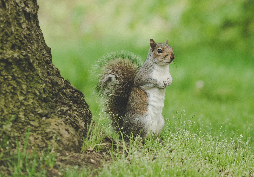 Wildlife control in Westland area